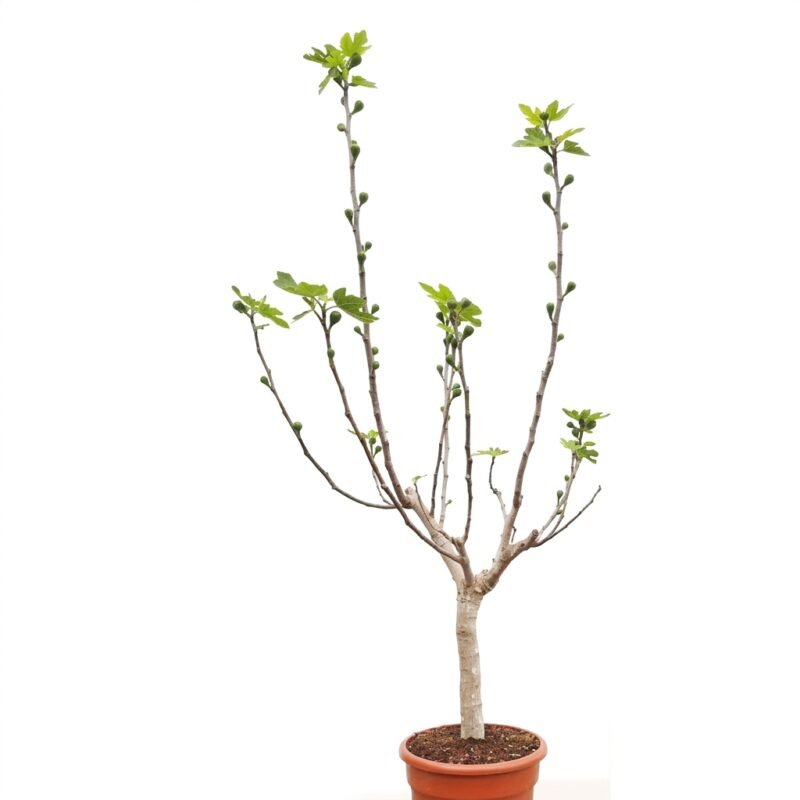 Ficus carica vijgenboom van 200 cm in kweekpot maat 38 met donkergroen, gelobd blad