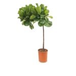 Ficus lyrata op stam 125 cm - potmaat 24