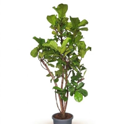 Ficus lyrata