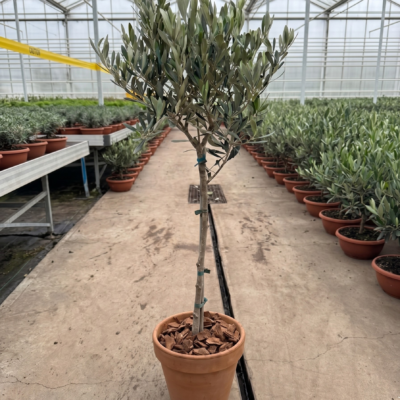 Olea Europaea op stam 90 cm in terracotta pot met boomschors - afbeelding 2