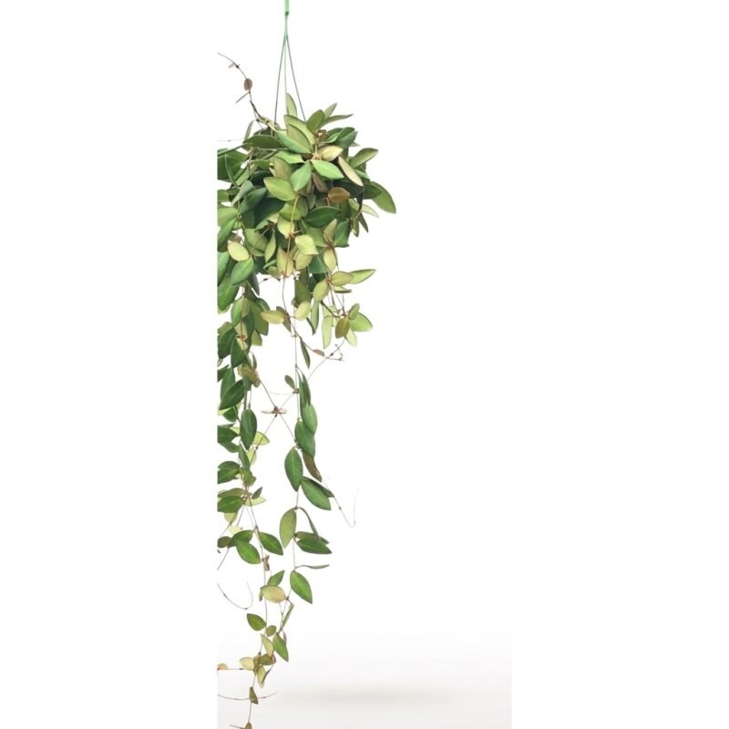 Hoya burtoniae hangplant met fluweelgroene, ovale bladeren in kweekpot 14 cm, circa 25 cm lang