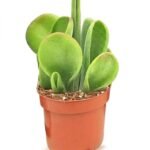 Kalanchoe Oricula