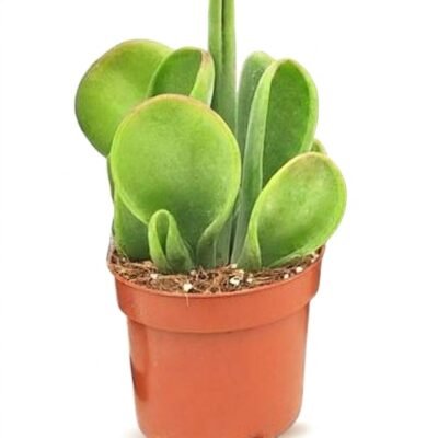 Kalanchoe Oricula