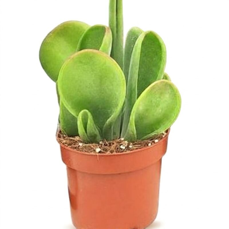 Kalanchoe Oricula