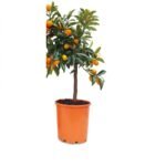 Kumquat op stam
