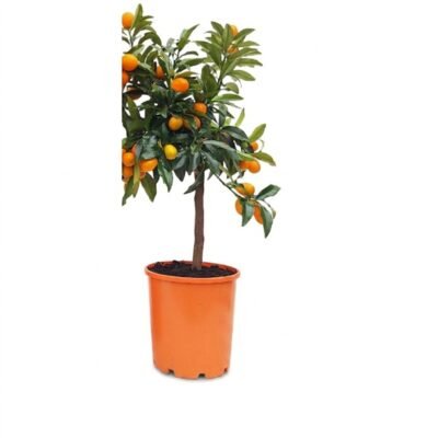 Kumquat op stam