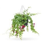 Lophospermum Lofos Hang
