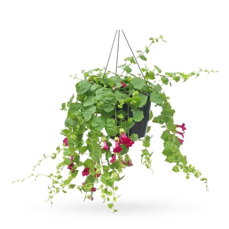 Lophospermum Lofos Hang