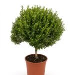 Myrtus op stam 40 cm - potmaat 15