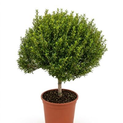 Myrtus op stam 40 cm met compacte bolkroon en donkergroene ovale blaadjes in kweekpot 15 cm