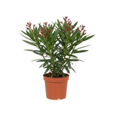Nerium oleander dubbele roze 70 cm - pot 24
