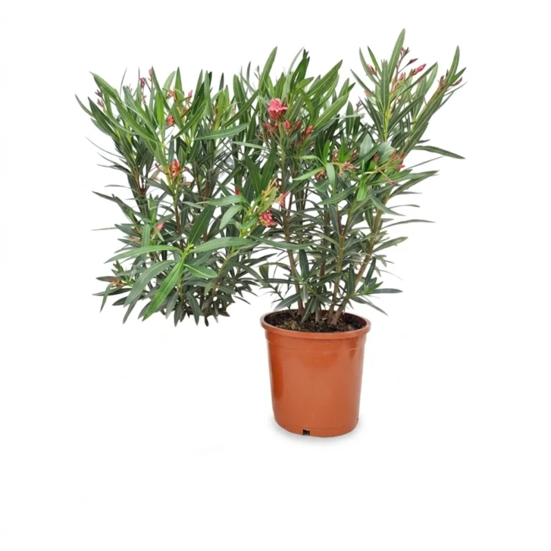 Nerium oleander struik licht rood