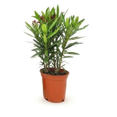 Nerium oleander rood 40 cm - compacte struik
