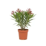 Nerium oleander struik rood