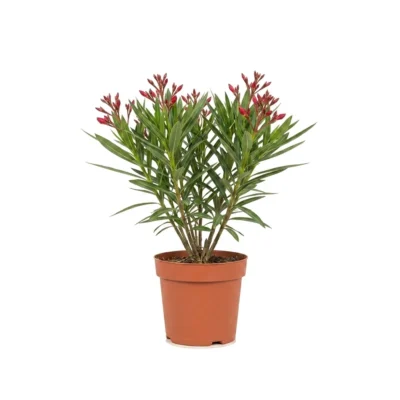 Nerium oleander struik rood