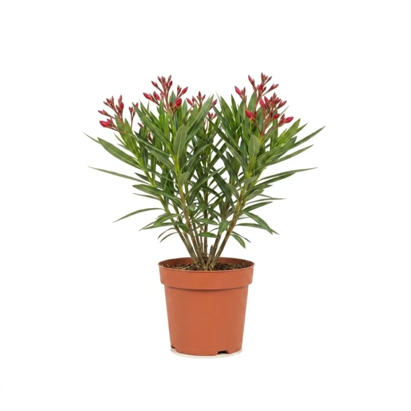 Nerium oleander struik rood