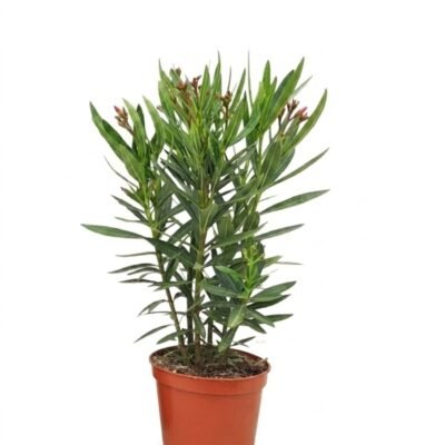 Nerium oleander roze 50 cm - compacte struik