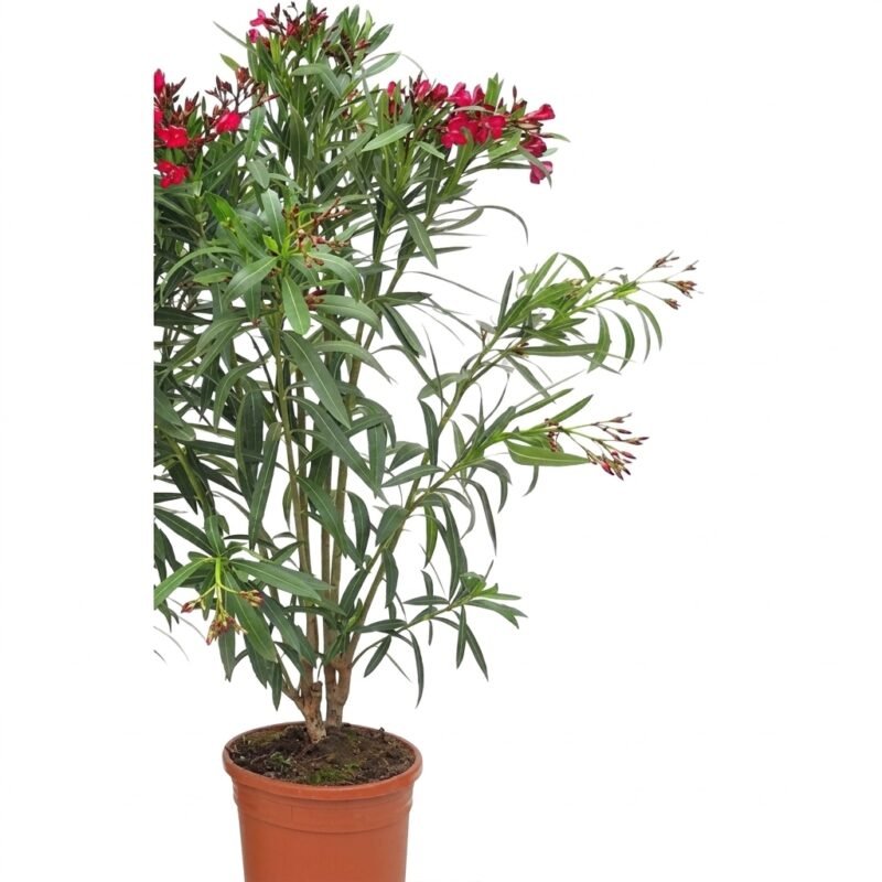 Oleander struik met donkergroen lancetvormig blad en rode bloemen, circa 100 cm hoog in kweekpot 24 cm op een zonnig terras