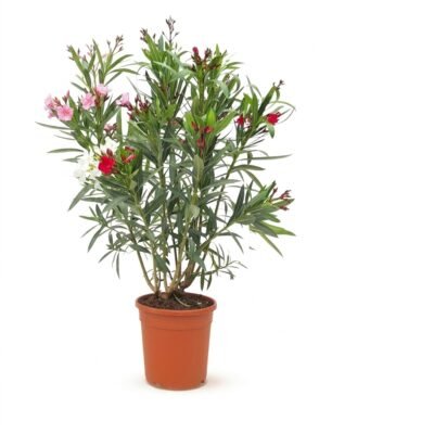 Nerium oleander struik tricolor