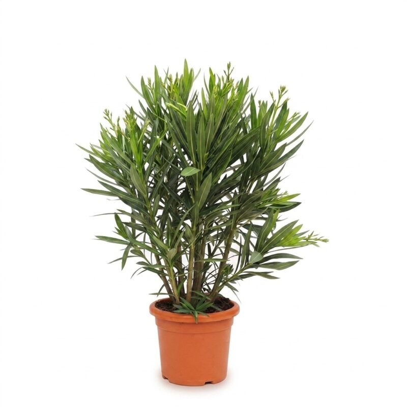Nerium oleander struik wit