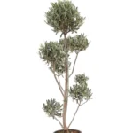 Olijfboom Pompom | Olea Europaea | 80cm | Winterhard | Groenblijvend