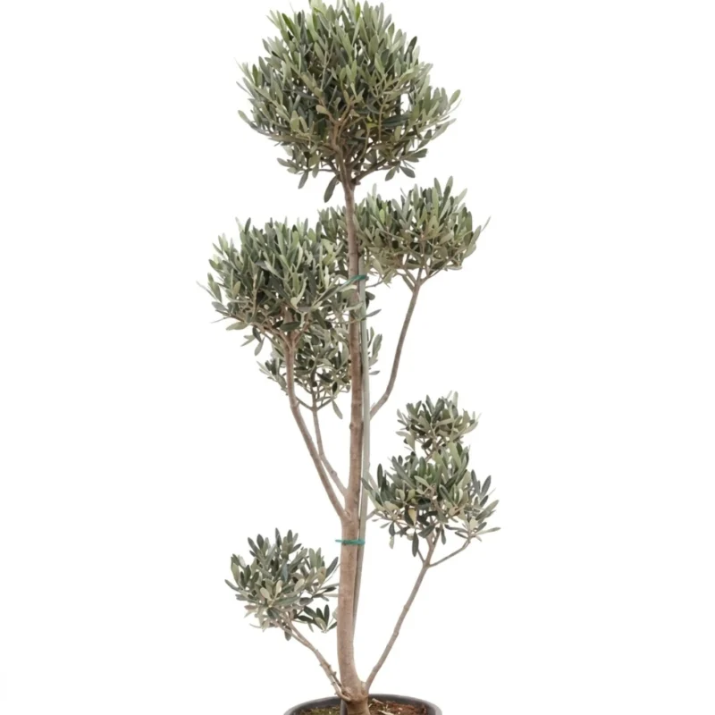 Olijfboom Pompom | Olea Europaea | 80cm | Winterhard | Groenblijvend