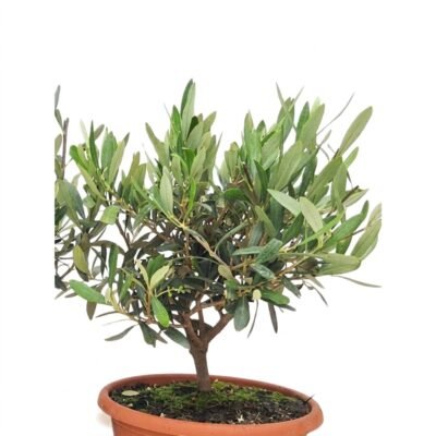 Olea bonsai in schaal 40 cm - zilvergroen blad