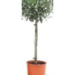 Olijfboom op stam 80 cm - potmaat 19