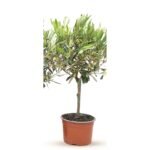 Olea op stam