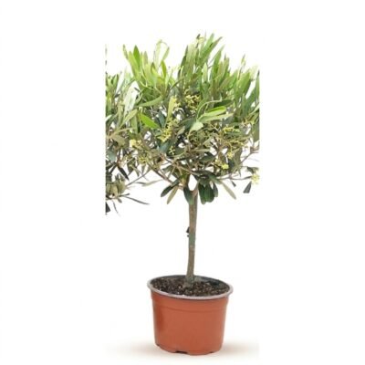 Olea op stam