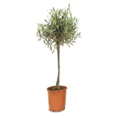 Olea op stam