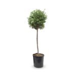 Olea op stam