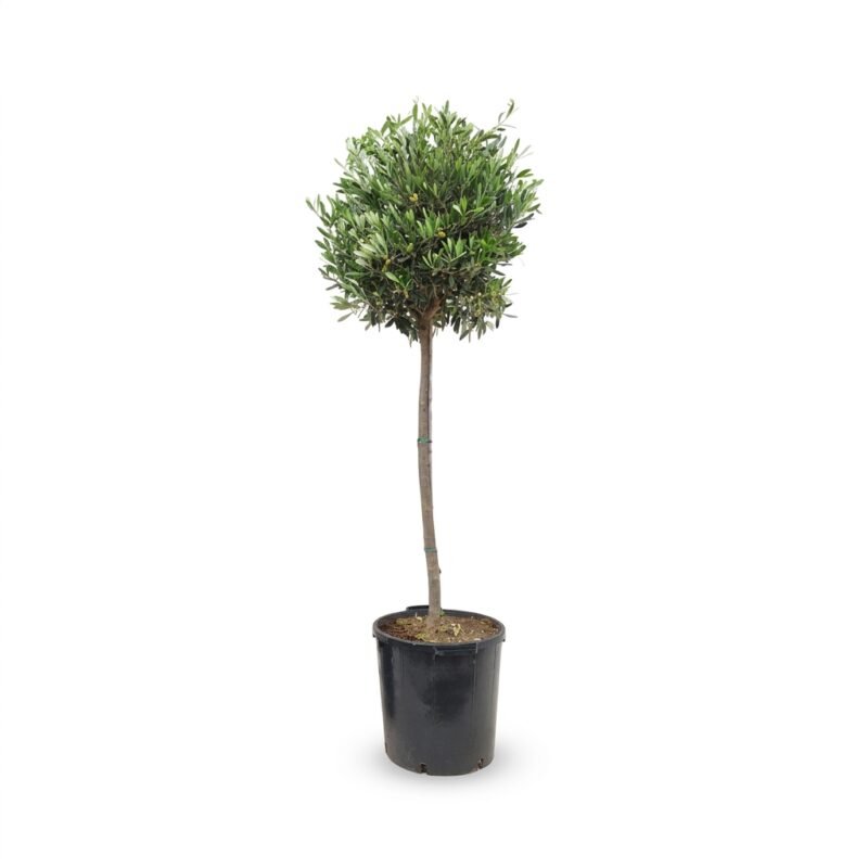 Olea op stam