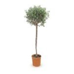Olijfboom op stam 180 cm - zilvergroen blad
