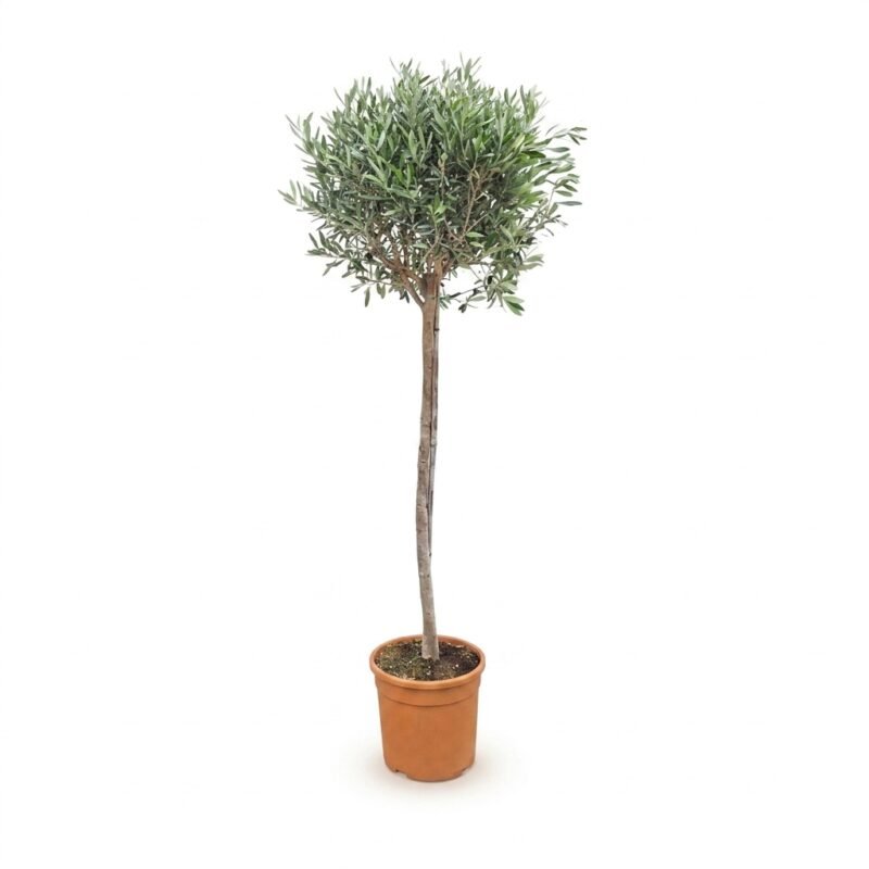 Olea op stam van 180 cm met zilvergroene, lancetvormige bladeren in een 30 cm kweekpot in een lichte ruimte