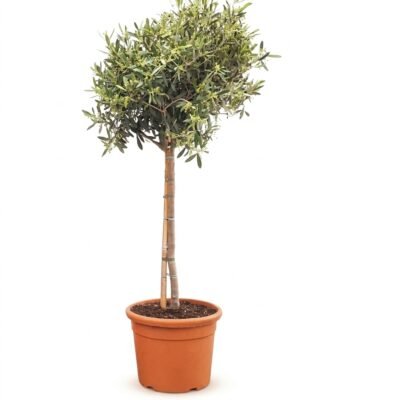 Olijfboom op stam 135 cm - zilvergroen blad