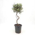 Olea spiraal
