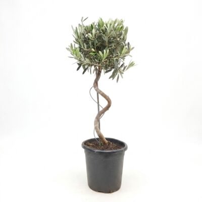 Olea spiraal
