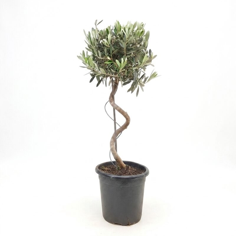 Olea spiraal