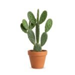 Schijfcactus 50 cm - Opuntia vulgaris pot 17