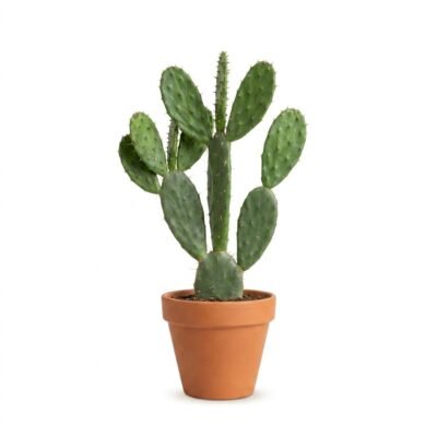 Opuntia vulgaris schijfcactus van 50 cm hoog met groene, platte schijven in kweekpot 17 cm