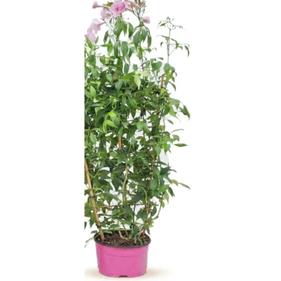 Pandorea jasminoides op rek