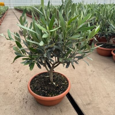 Olea bonsai in schaal 40 cm - zilvergroen blad