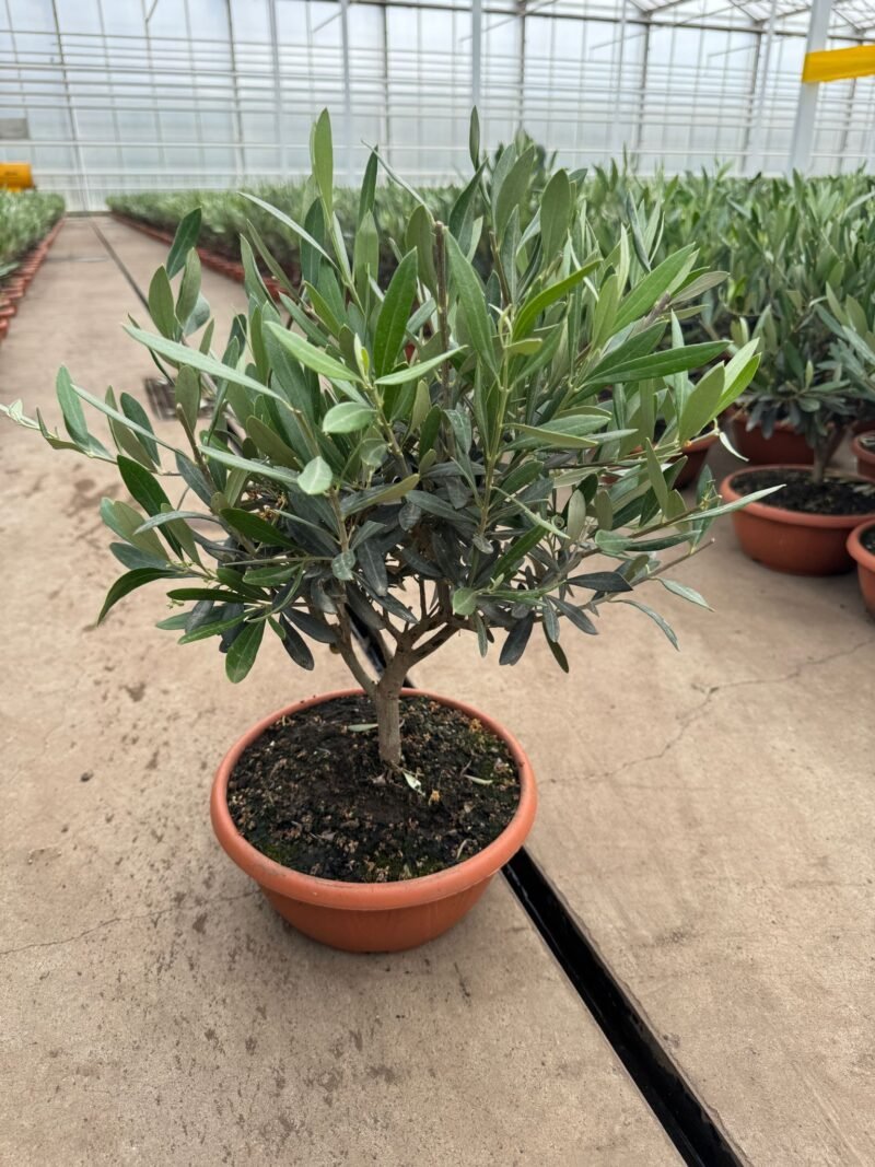 Olea bonsai in schaal 40 cm - zilvergroen blad