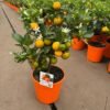 Compact citrusboompje Calamondin op stam voor binnen