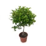 Zanthoxylum op stam 60 cm – Peperboompje in pot 17 cm
