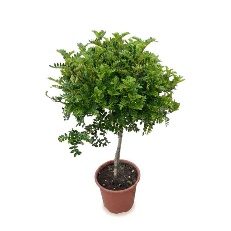 Zanthoxylum op stam 60 cm met groene bolvormige kroon in pot 17 cm