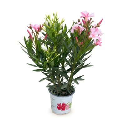 Nerium Oleander Tricolor Struik 45 cm – Pot 15 cm