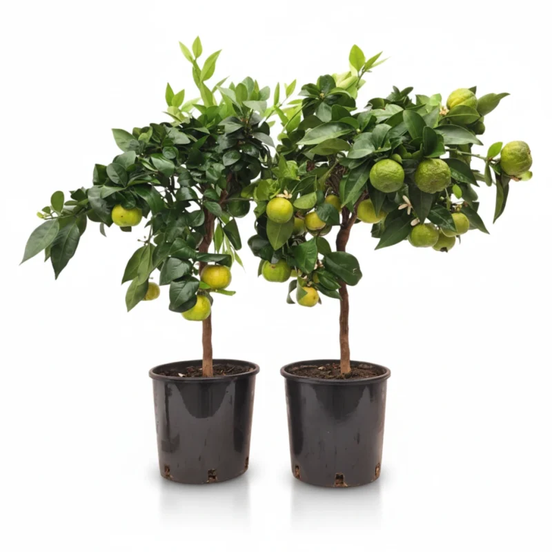 Citrus Pursha op stam 70 cm - pot Ø19