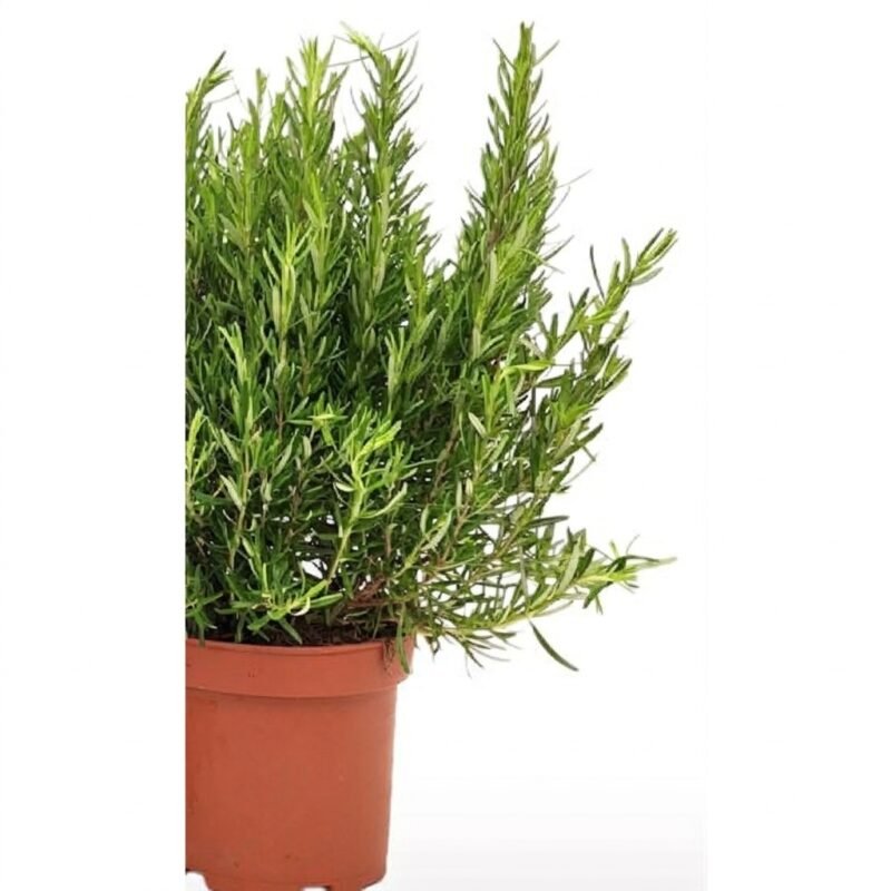 Rozemarijnstruik 50 cm in kweekpot 19 cm met zilvergroen naaldachtig blad, geschikt voor zonnige standplaats binnenshuis